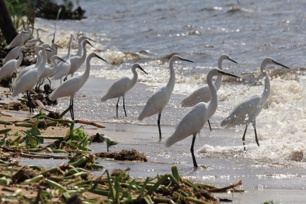 Classic Lake Bird Scene of Little Egrets on the shoreline