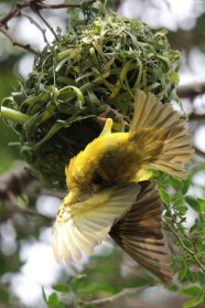 Weaver-Flying-to-Nest
