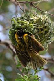 Weaver-Guarding-Nest