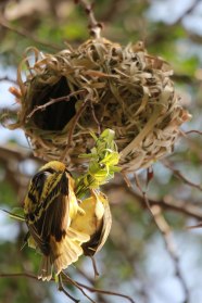 weaver-pair-with-nest
